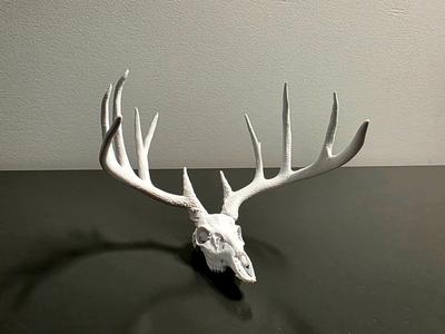 "Forked G2" Whitetail Deer Skull