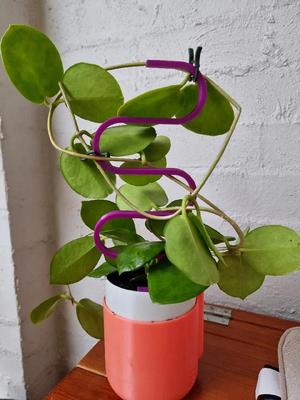 Pot Plant Snake Stake   