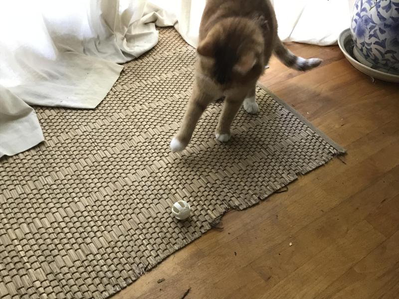 Cat Toy (Split in half)
