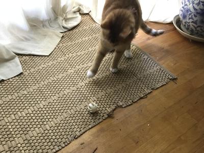 Cat Toy (Split in half)