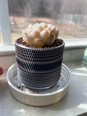 Tiny plant pot, approx 60x60x60 mm - with holes