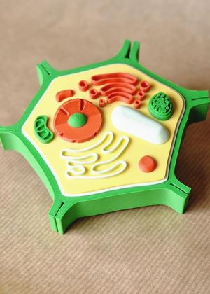 Plant Cell