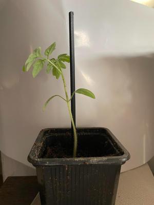 Plant support