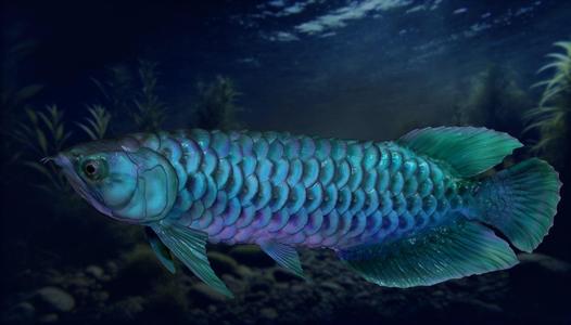 Arowana
