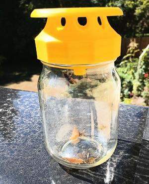 wasp trap for regular mouth canning jar