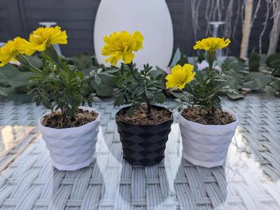 Small Plant Pot