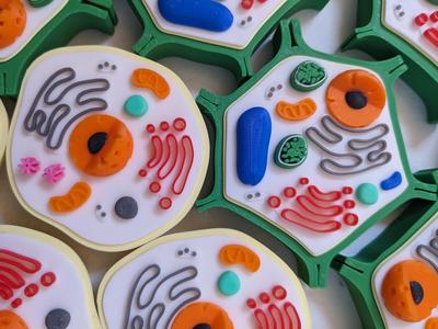 Ribosome add-on for educational model