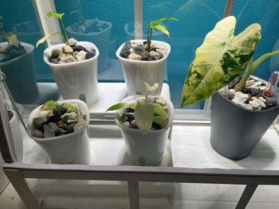 Ikea "Åkerbär" Display Stand