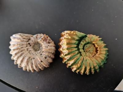 Scan of Douvilleiceras gr. mammillatum (Cretaceous ammonite)