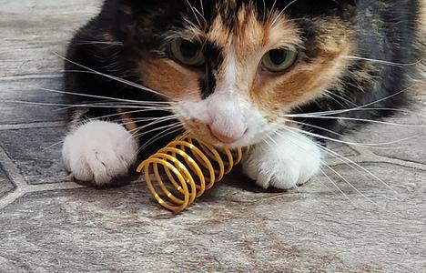 Cat Spring Toy Maker