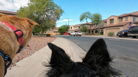 Go pro Dog harness.stl
