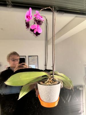 Plant Pot Suction Cup Mount   