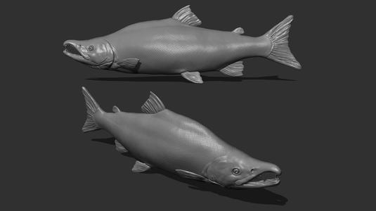 Sockeye salmon