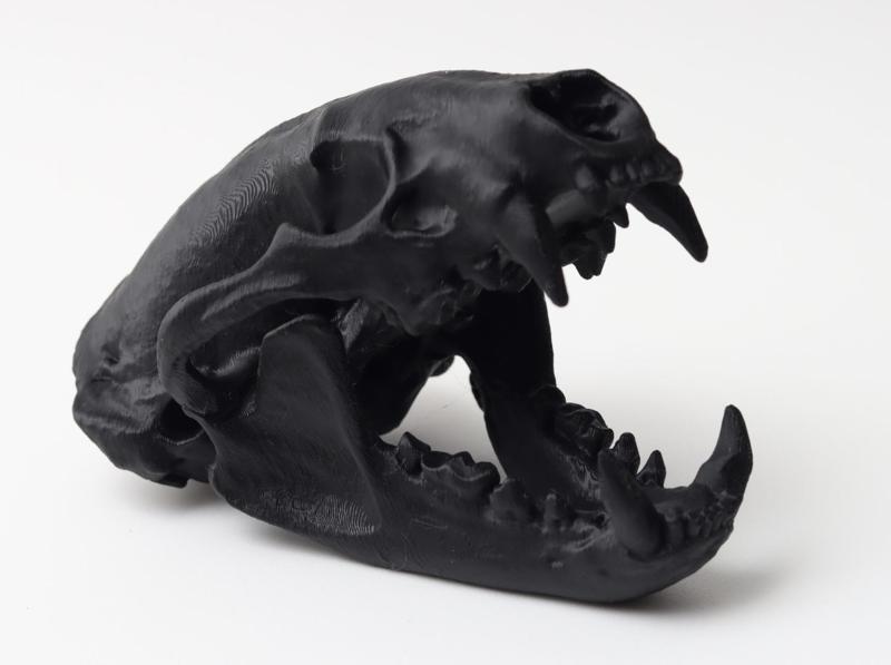 Badger Skull