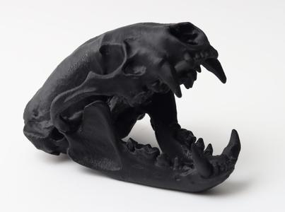 Badger Skull