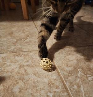 Cat Toy Ball