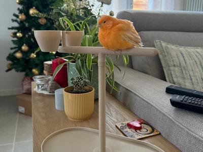 Bird Perch with Bowls