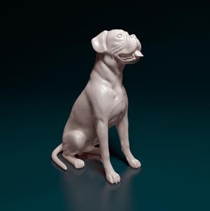 Boxer dog