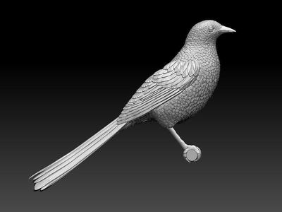 bird  magpie