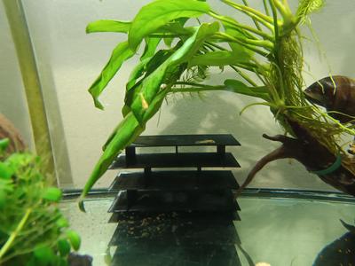 cueva para peces