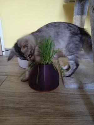 Cat Grass