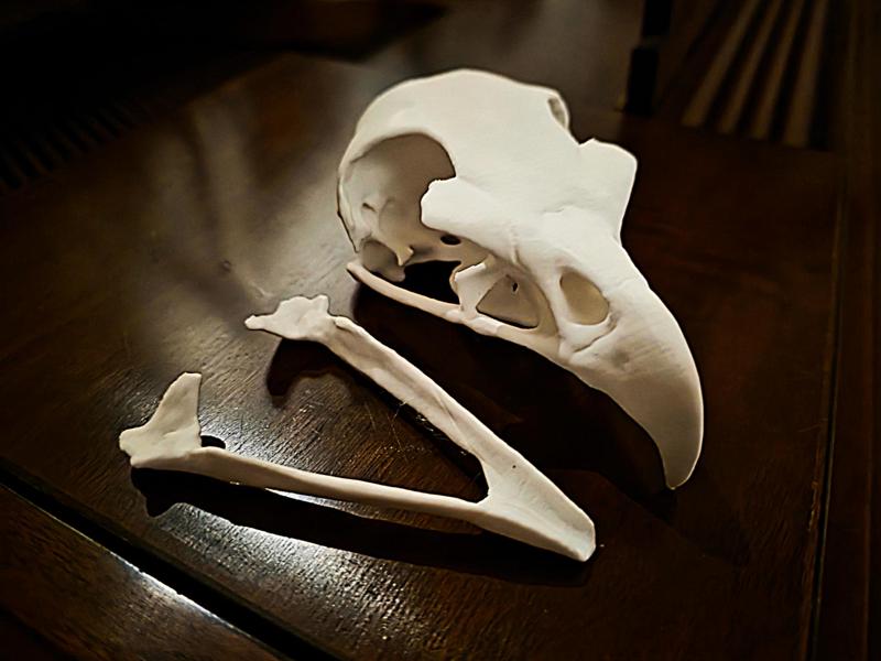 "Raptor" Birds of Prey Skull