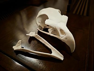 "Raptor" Birds of Prey Skull