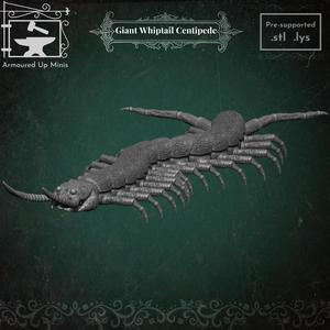 Giant Whiptail Centipede