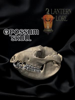 Opossum Skull (Pre Supported)