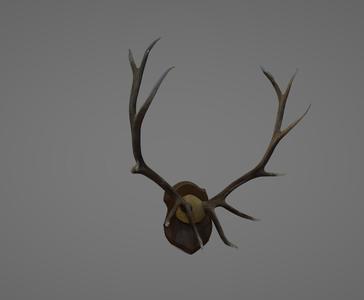 Rocky Mountain Bull Elk