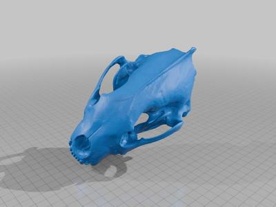 Wolverine Skull