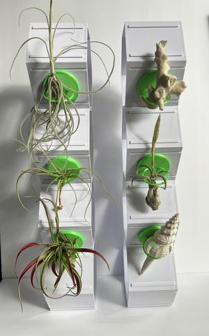 Air Plant Base 2.15"