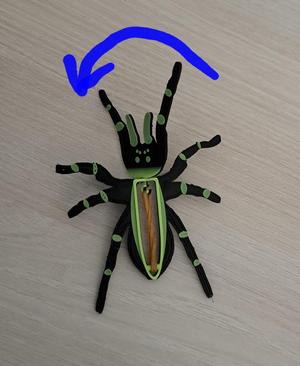 Spider rubber band scary