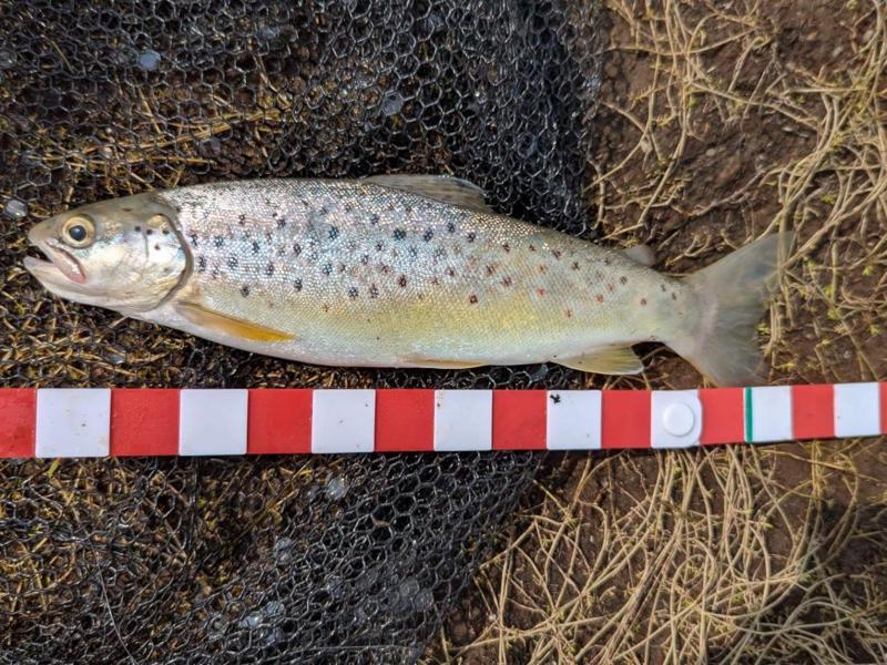 folding fish measure