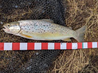 folding fish measure