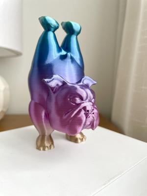 English Bulldog Dog Yoga Pose 1