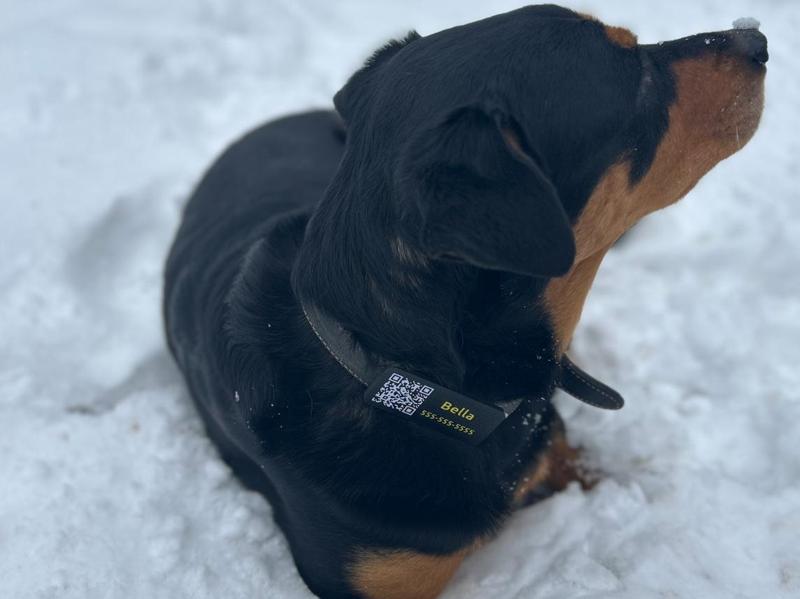Dog Tag