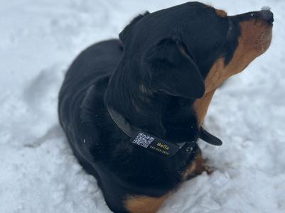 Dog Tag