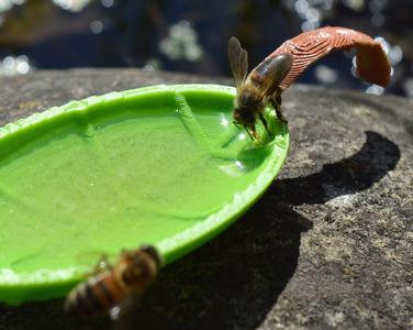 Bee Leaf  #TinkerFun