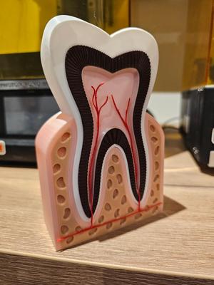 dent saine multi piece