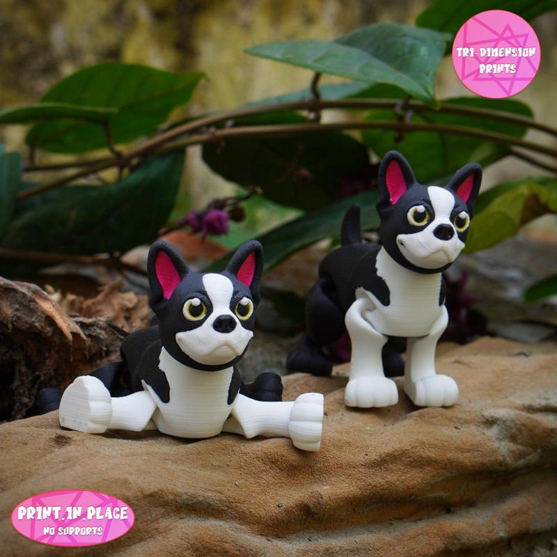 Flexi Boston Terrier