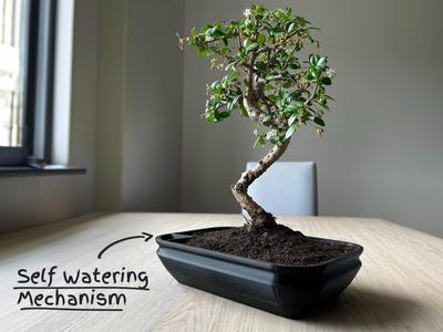 Self-watering Bonsai Planter Pot