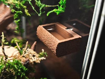 Springspinnen Jumping Spider Bowl Terrarium