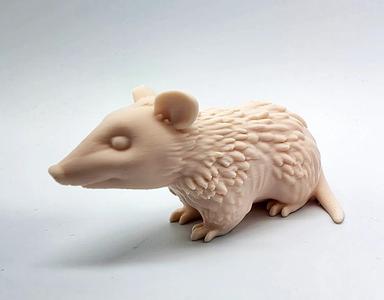 Opossum   
