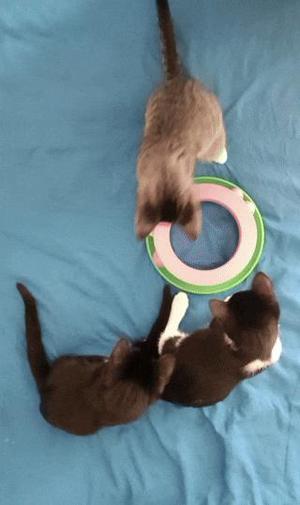 🎾 Game for Cat - Interactive Ball Spinner 🐾 | Easy 3D Printing