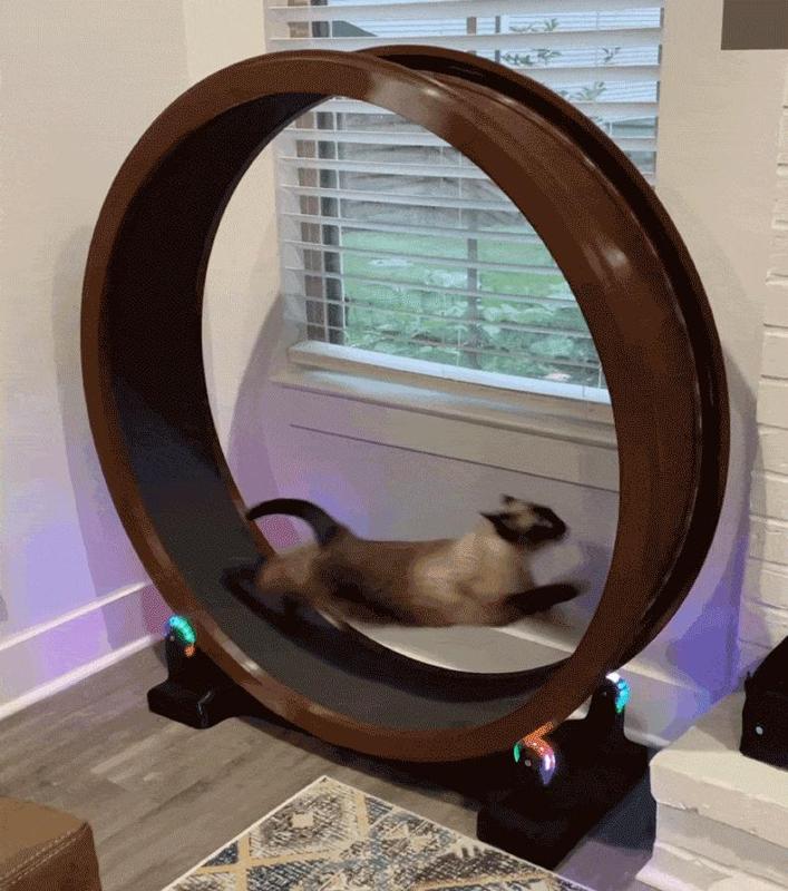 Cat Exercise Wheel