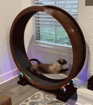 Cat Exercise Wheel