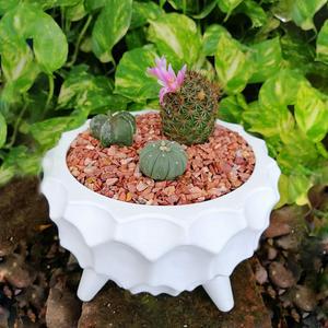 Dahlia Flower Pot