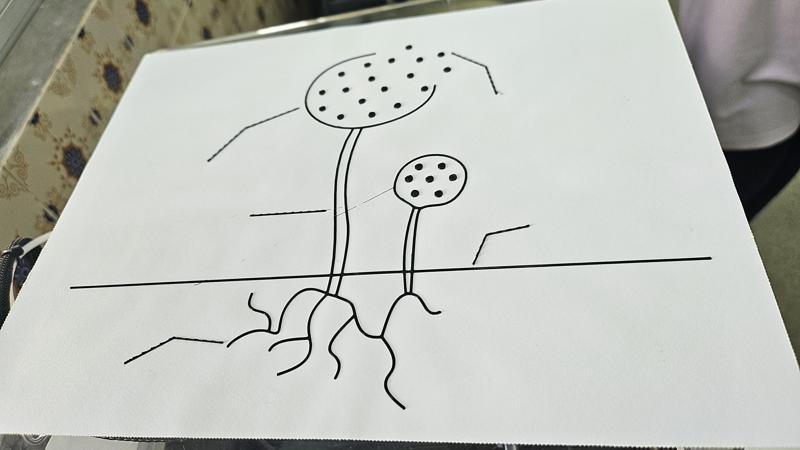 Tactile image: asexual reproduction (sporulation)