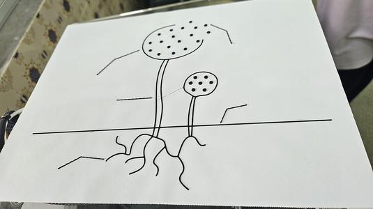 Tactile image: asexual reproduction (sporulation)